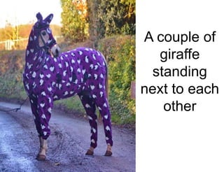 A couple of
giraffe
standing
next to each
other
 