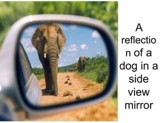 A
reflectio
n of a
dog in a
side
view
mirror
 