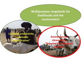 Promoting carbon sequestration and payment for ecosystem service schemes:The case for rangelands
