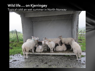 Wild life…. on Kjerringøy
Typical cold an wet summer in North-Norway