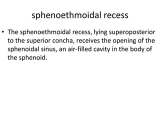 sphenoethmoidal recess
• The sphenoethmoidal recess, lying superoposterior
to the superior concha, receives the opening of the
sphenoidal sinus, an air-filled cavity in the body of
the sphenoid.

 