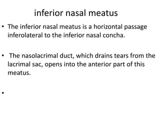 inferior nasal meatus
• The inferior nasal meatus is a horizontal passage
inferolateral to the inferior nasal concha.
• The nasolacrimal duct, which drains tears from the
lacrimal sac, opens into the anterior part of this
meatus.
•

 
