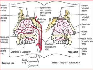Arterial supply of nasal cavity

 