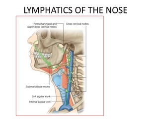 LYMPHATICS OF THE NOSE

 