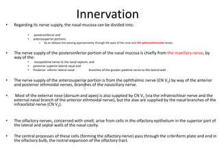 Innervation
•

Regarding its nerve supply, the nasal mucosa can be divided into:
•
•

posteroinferior and
anterosuperior portions
–

•

by an oblique line passing approximately through the apex of the nose and the sphenoethmoidal recess.

The nerve supply of the posteroinferior portion of the nasal mucosa is chiefly from the maxillary nerve, by
way of the:
•
•
•

nasopalatine nerve to the nasal septum, and
posterior superior lateral nasal and
Posterior inferior lateral nasal
branches of the greater palatine nerve to the lateral wall .

•

The nerve supply of the anterosuperior portion is from the ophthalmic nerve (CN V1) by way of the anterior
and posterior ethmoidal nerves, branches of the nasociliary nerve.

•

Most of the external nose (dorsum and apex) is also supplied by CN V1 (via the infratrochlear nerve and the
external nasal branch of the anterior ethmoidal nerve), but the alae are supplied by the nasal branches of the
infraorbital nerve (CN V2).

•

The olfactory nerves, concerned with smell, arise from cells in the olfactory epithelium in the superior part of
the lateral and septal walls of the nasal cavity.

•

The central processes of these cells (forming the olfactory nerve) pass through the cribriform plate and end in
the olfactory bulb, the rostral expansion of the olfactory tract.

 
