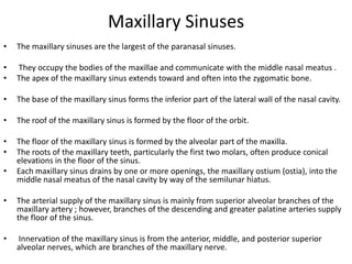 Maxillary Sinuses
•

The maxillary sinuses are the largest of the paranasal sinuses.

•
•

They occupy the bodies of the maxillae and communicate with the middle nasal meatus .
The apex of the maxillary sinus extends toward and often into the zygomatic bone.

•

The base of the maxillary sinus forms the inferior part of the lateral wall of the nasal cavity.

•

The roof of the maxillary sinus is formed by the floor of the orbit.

•
•

The floor of the maxillary sinus is formed by the alveolar part of the maxilla.
The roots of the maxillary teeth, particularly the first two molars, often produce conical
elevations in the floor of the sinus.
Each maxillary sinus drains by one or more openings, the maxillary ostium (ostia), into the
middle nasal meatus of the nasal cavity by way of the semilunar hiatus.

•
•

The arterial supply of the maxillary sinus is mainly from superior alveolar branches of the
maxillary artery ; however, branches of the descending and greater palatine arteries supply
the floor of the sinus.

•

Innervation of the maxillary sinus is from the anterior, middle, and posterior superior
alveolar nerves, which are branches of the maxillary nerve.

 