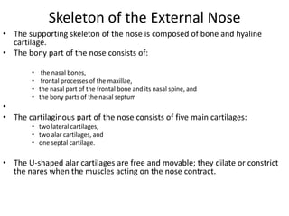Skeleton of the External Nose
• The supporting skeleton of the nose is composed of bone and hyaline
cartilage.
• The bony part of the nose consists of:
•
•
•
•

the nasal bones,
frontal processes of the maxillae,
the nasal part of the frontal bone and its nasal spine, and
the bony parts of the nasal septum

•
• The cartilaginous part of the nose consists of five main cartilages:
• two lateral cartilages,
• two alar cartilages, and
• one septal cartilage.

• The U-shaped alar cartilages are free and movable; they dilate or constrict
the nares when the muscles acting on the nose contract.

 