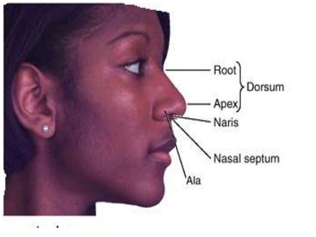 Nose