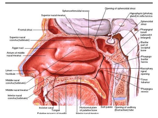 Image Result For Where Is The Nasal Cavity Located