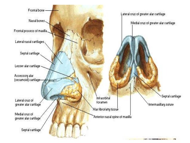 parts of the nose