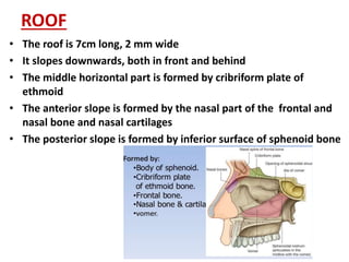 ROOF
• The roof is 7cm long, 2 mm wide
• It slopes downwards, both in front and behind
• The middle horizontal part is formed by cribriform plate of
ethmoid
• The anterior slope is formed by the nasal part of the frontal and
nasal bone and nasal cartilages
• The posterior slope is formed by inferior surface of sphenoid bone
 