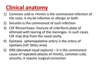 Clinical anatomy
1) Common cold or rhinitis is the commonest infection of
the nose, it my be infective or allergic or both
2) Sinusitis is the commonest of such infection
3) CSF Rhinorrhoea- fracture of cribriform plate of
ethmoid with tearing of the meninges. In such cases
CSF may drip from the nasal cavity.
4) Epistaxis- sphenopalatine artery is the artery of
epistaxis (ref. littles area)
5) DNS (deviated nasal septum) – it is the commonest
cause of repeated attacks of rhinitis, common cold,
sinusitis, it require surgical correction
 