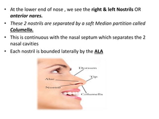 • At the lower end of nose , we see the right & left Nostrils OR
anterior nares.
• These 2 nostrils are separated by a soft Median partition called
Columella.
• This is continuous with the nasal septum which separates the 2
nasal cavities
• Each nostril is bounded laterally by the ALA
 