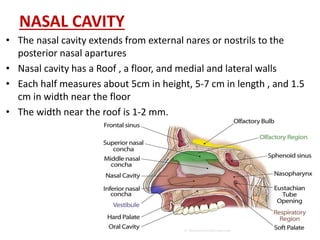 NASAL CAVITY
• The nasal cavity extends from external nares or nostrils to the
posterior nasal apartures
• Nasal cavity has a Roof , a floor, and medial and lateral walls
• Each half measures about 5cm in height, 5-7 cm in length , and 1.5
cm in width near the floor
• The width near the roof is 1-2 mm.
 