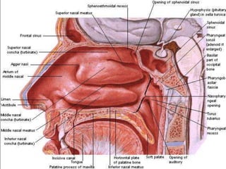 Nose.pptx