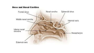 Nose.pptx