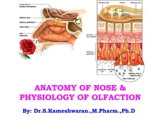 ANATOMY OF NOSE &
PHYSIOLOGY OF OLFACTION
By: Dr.S.Kameshwaran.,M.Pharm.,Ph.D
 