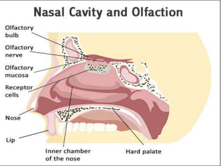 Sense Organ - Nose - Anatomy of Nose & Physiology of Olfaction | PPT