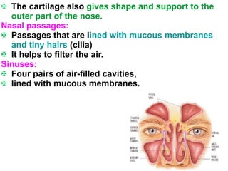 Sense Organ - Nose - Anatomy of Nose & Physiology of Olfaction | PPT