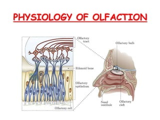 PHYSIOLOGY OF OLFACTION
 