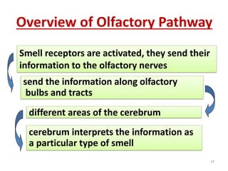 19
Overview of Olfactory Pathway
send the information along olfactory
bulbs and tracts
different areas of the cerebrum
cerebrum interprets the information as
a particular type of smell
Smell receptors are activated, they send their
information to the olfactory nerves
 