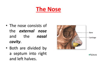 The Nose
• The nose consists of
the external nose
and the nasal
cavity.
• Both are divided by
a septum into right
and left halves.
 