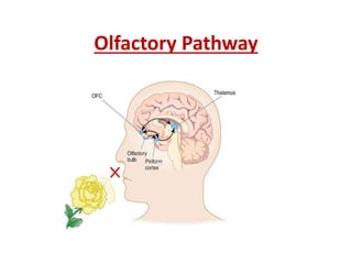 Olfactory Pathway
 