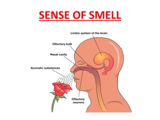 SENSE OF SMELL
 