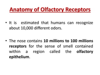 Anatomy of Olfactory Receptors
• It is estimated that humans can recognize
about 10,000 different odors.
• The nose contains 10 millions to 100 millions
receptors for the sense of smell contained
within a region called the olfactory
epithelium.
 