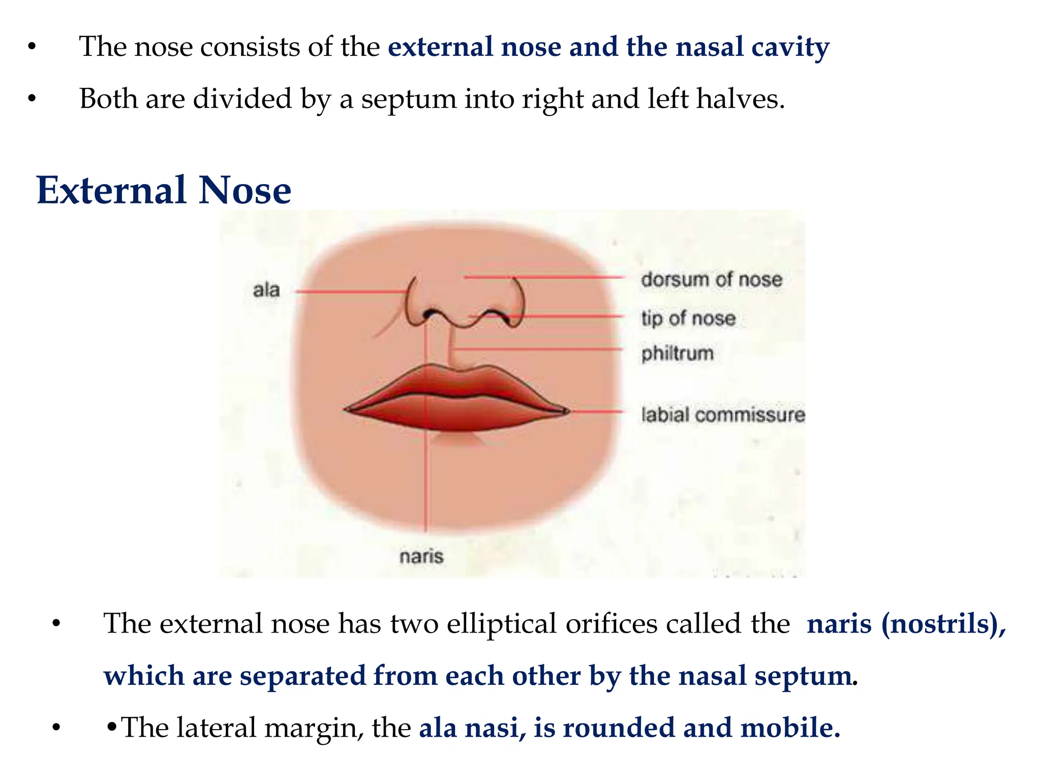 anatomy and physiology of Nose and its disorders | PPTX