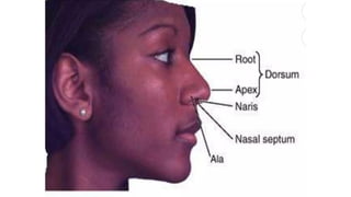 NOSE NASAL CAVITY ANATOMY 1ST YEAR MBBS 1.pptx