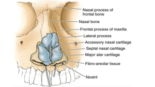 NOSE NASAL CAVITY ANATOMY 1ST YEAR MBBS 1.pptx