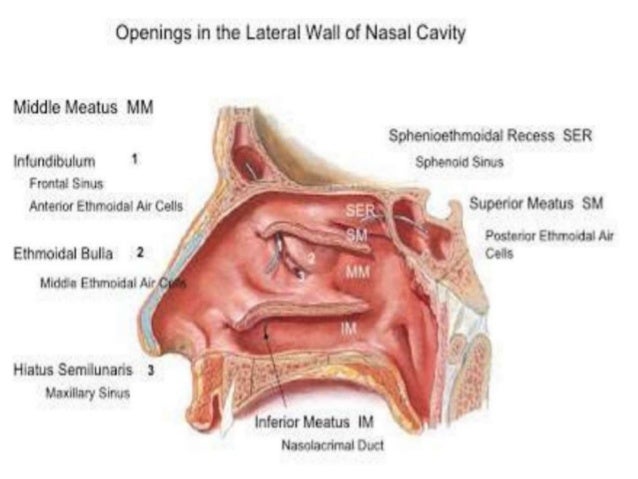 nose anatomy anatomy of nose
