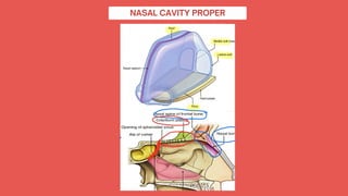 NOSE ANATOMY with complete description.pdf