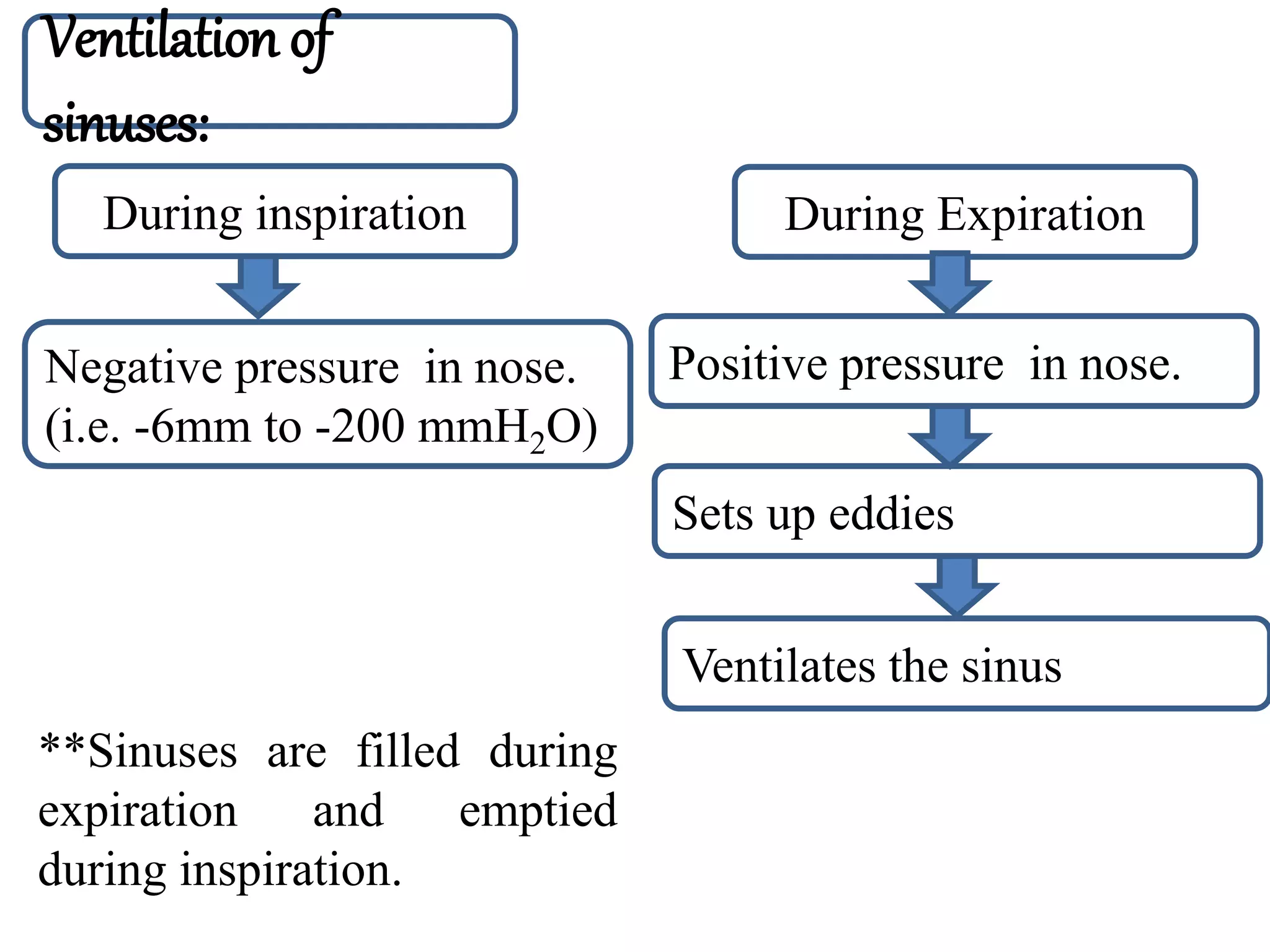 nose-anatomy-and-physiology-pptx
