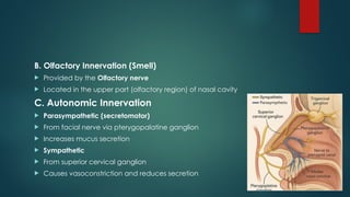 Smell Inervation NOSE and Para sinuses Anatomy slp-1 lecture 12.pptx