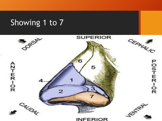 Nose and nasal cavity anatomy | PPTX