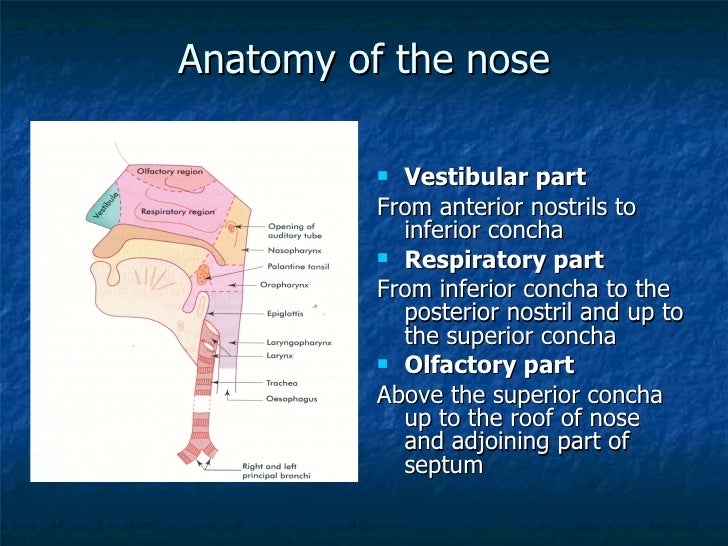 Nose And Paranasal Sinusefinal