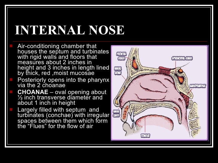 Nose and paranasal sinuses