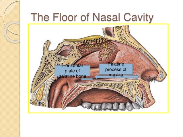 Nose And Paranasal Sinuses