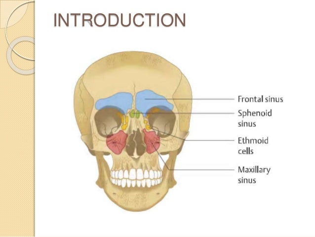 Nose And Paranasal Sinuses Nose And Paranasal Sinuses
