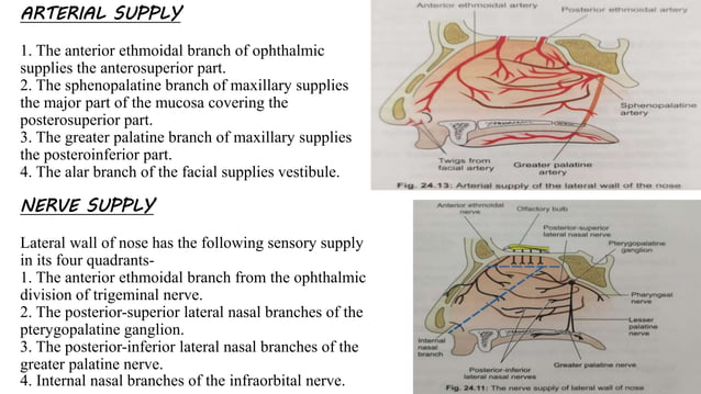 Nose and paranasal sinuses. | PPTX | Ear, Nose and Throat Conditions ...