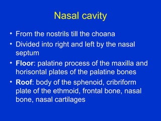 Nasal cavity
• From the nostrils till the choana
• Divided into right and left by the nasal
septum
• Floor: palatine process of the maxilla and
horisontal plates of the palatine bones
• Roof: body of the sphenoid, cribriform
plate of the ethmoid, frontal bone, nasal
bone, nasal cartilages
 