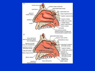 Nose and paranasal sinuses extra shortened