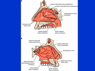 Nose and paranasal sinuses extra shortened