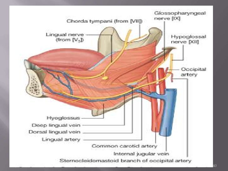lingual artery