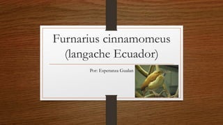 Furnarius cinnamomeus
(langache Ecuador)
Por: Esperanza Gualan
 