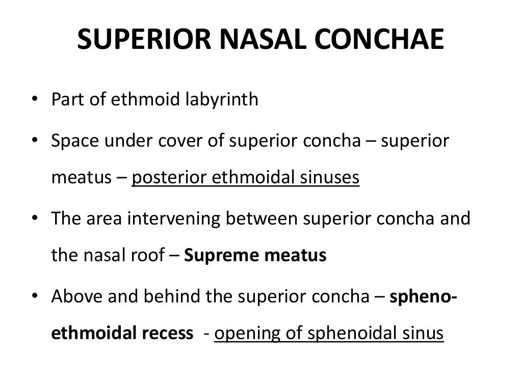 Nose, nasal cavity and paranasal sinuses.pptx