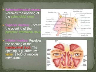 Nose & nasal cavity i