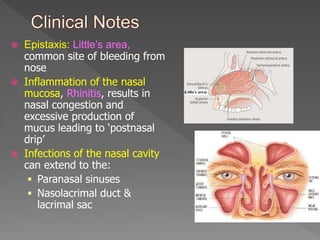 Nose, Nasal cavity & Paranasal sinuses.ppt